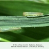 erebia aethiops daghestan larva l1